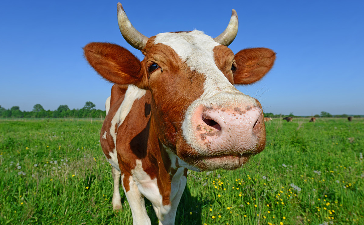 Preview of Veterinary Medicine